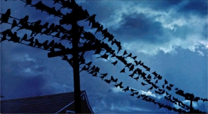The Birds | Hitchcock & Fred Vogels