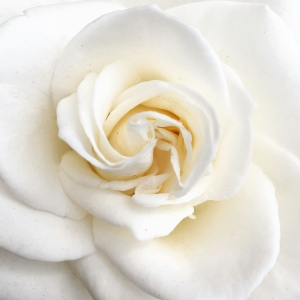 White Roses | Witte Rozen